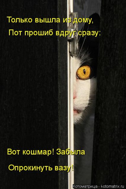 Лучшие котоматрицы недели