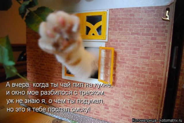 Лучшие котоматрицы недели