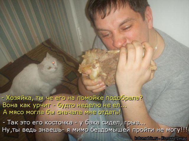 Лучшие котоматрицы недели