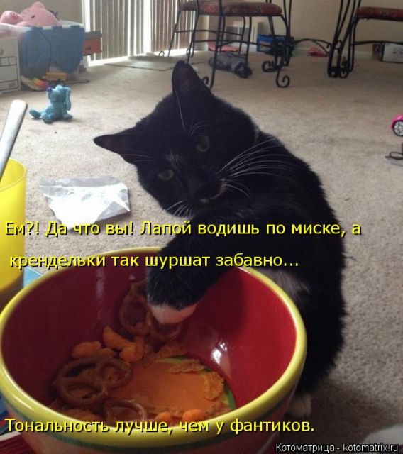Лучшие котоматрицы недели