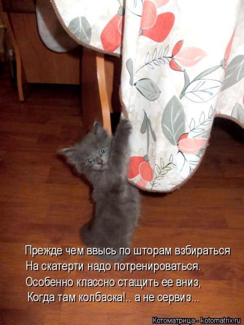 Лучшие котоматрицы недели
