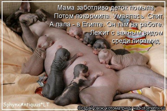 Лучшие котоматрицы недели