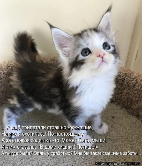 Лучшие котоматрицы недели