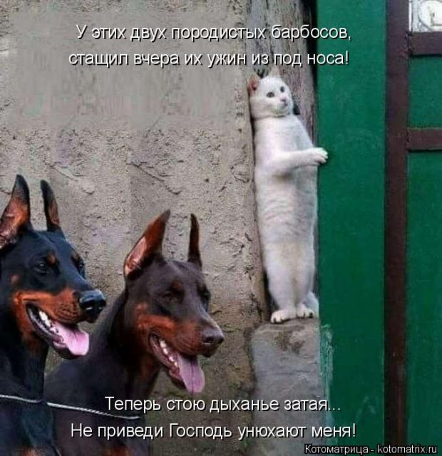 Лучшие котоматрицы недели