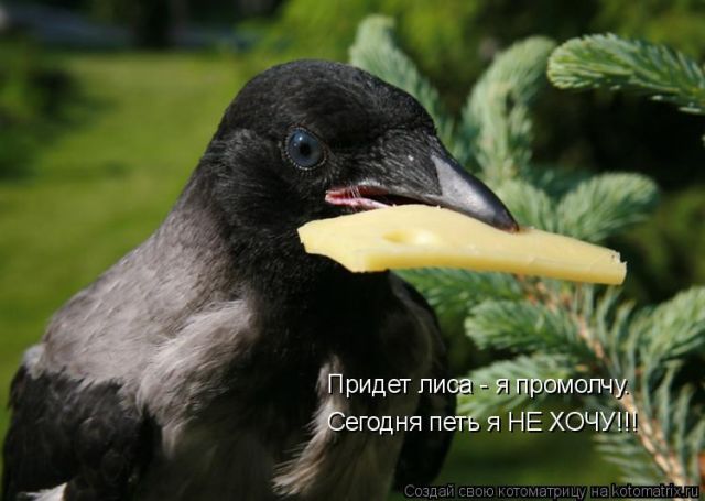 Лучшие котоматрицы недели