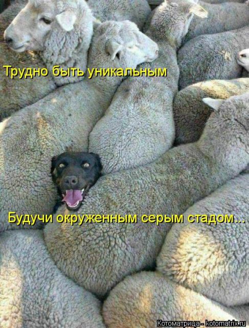 Лучшие котоматрицы недели