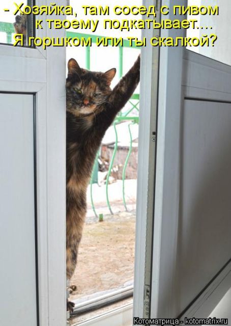 Лучшие котоматрицы недели