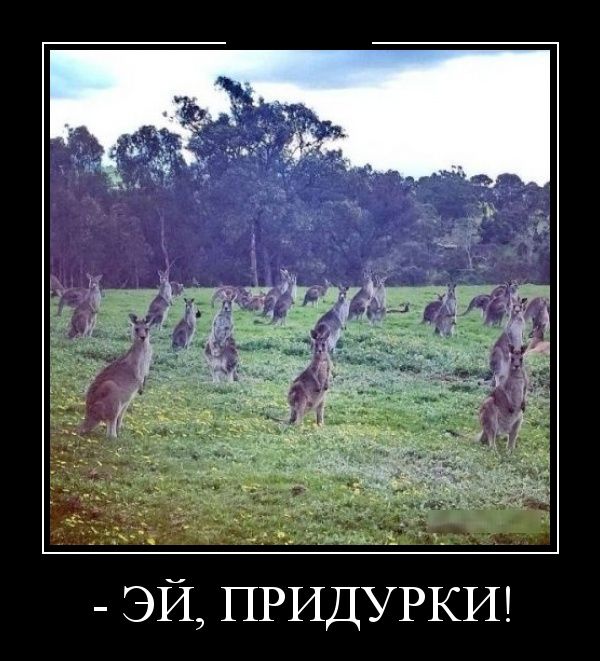 Демотиваторы