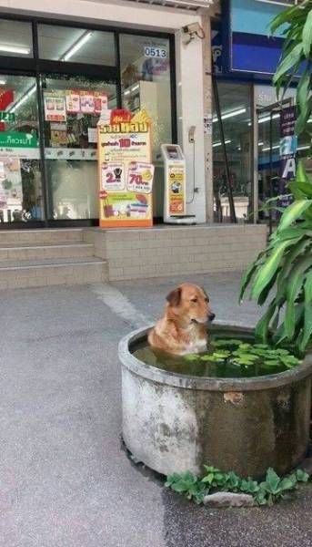 Кучка картинок