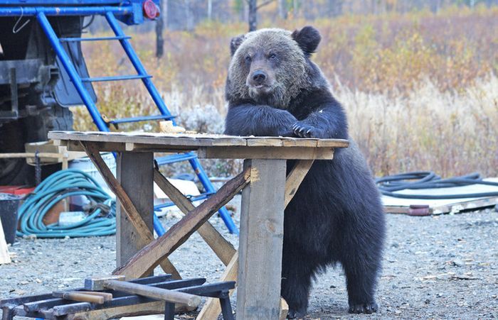 Прикольные картинки