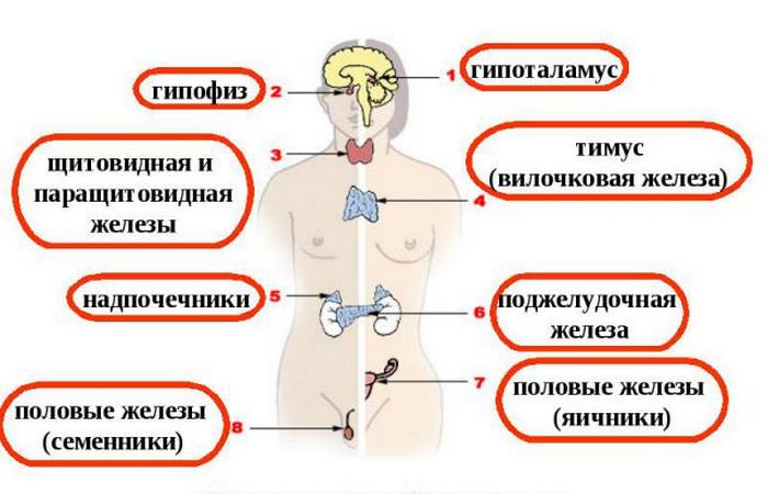 Какую пользу приносит голодание Какую пользу приносит голодание