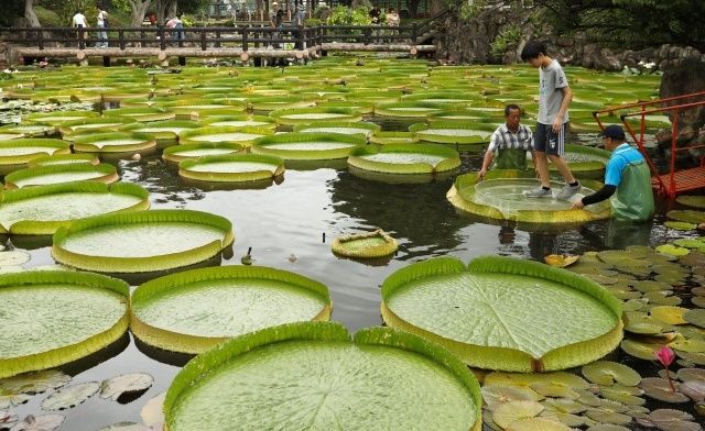 Туристы массово фотографируются на огромных листьях водяной лилии