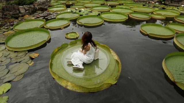 Туристы массово фотографируются на огромных листьях водяной лилии