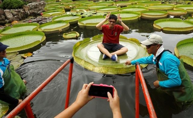 Туристы массово фотографируются на огромных листьях водяной лилии
