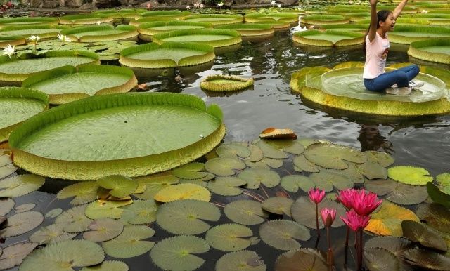 Туристы массово фотографируются на огромных листьях водяной лилии