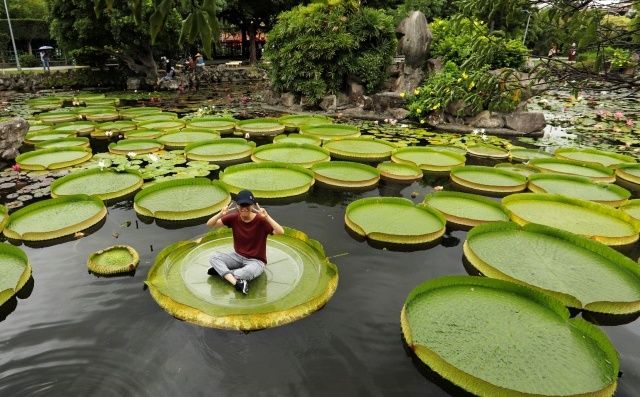 Туристы массово фотографируются на огромных листьях водяной лилии