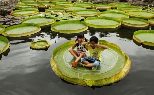 Туристы массово фотографируются на огромных листьях водяной лилии