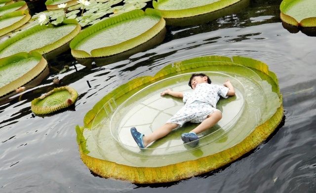 Туристы массово фотографируются на огромных листьях водяной лилии