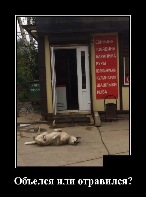 Демотиваторы
