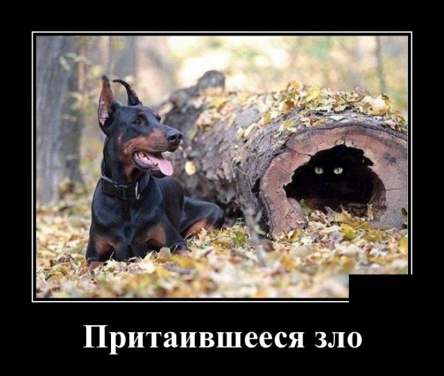 Демотиваторы