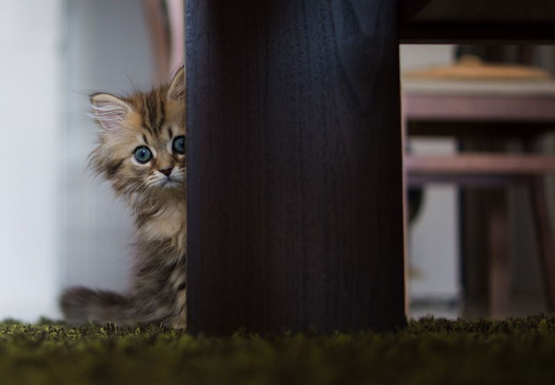 Самый милый котенок на Земле (19 фото)