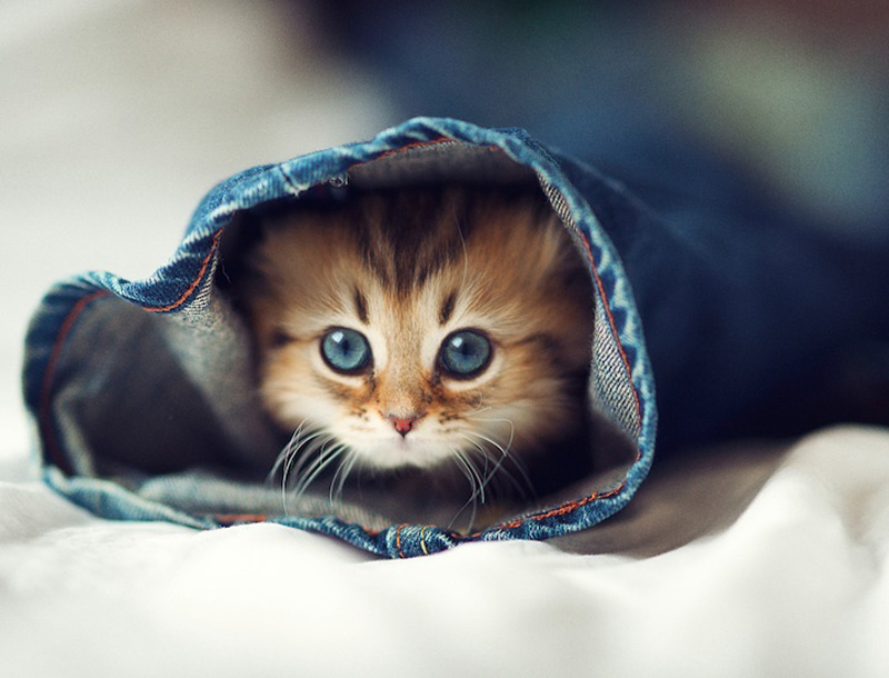 Самый милый котенок на Земле (19 фото)