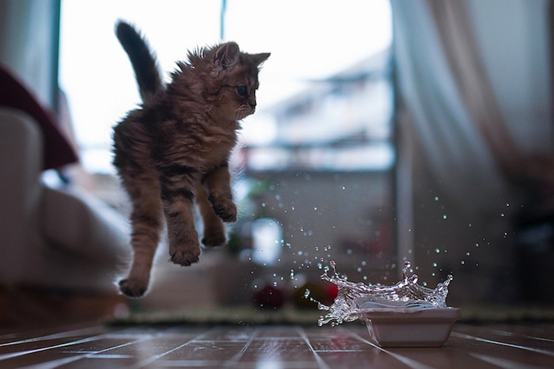 Самый милый котенок на Земле (19 фото)