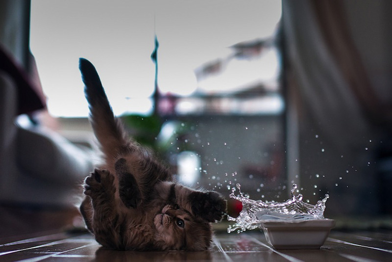 Самый милый котенок на Земле (19 фото)