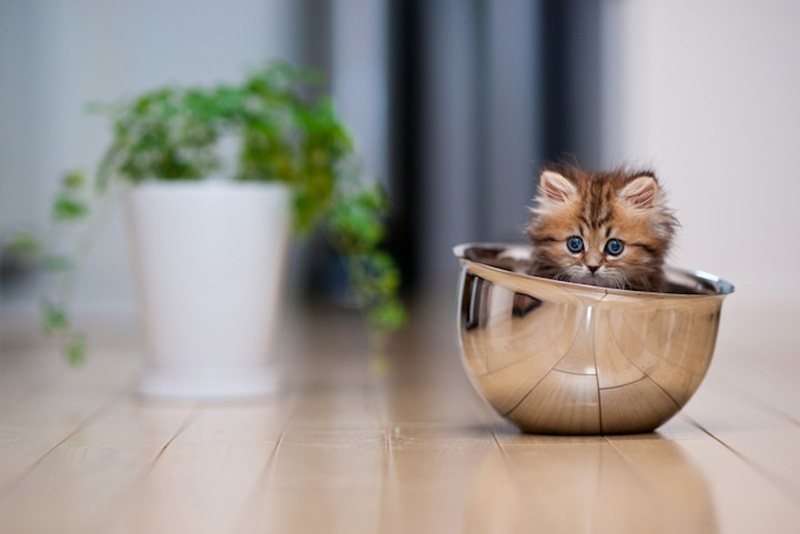 Самый милый котенок на Земле (19 фото)