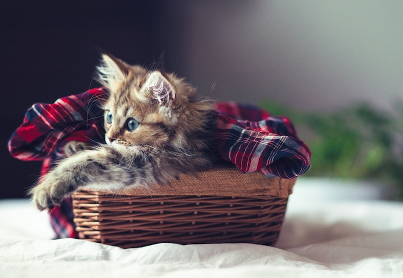 Самый милый котенок на Земле (19 фото)
