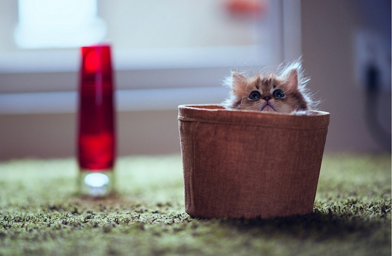 Самый милый котенок на Земле (19 фото)