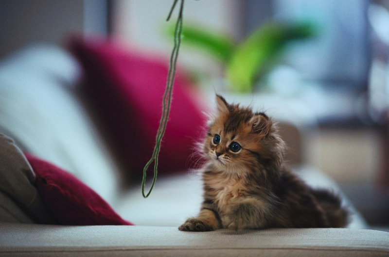 Самый милый котенок на Земле (19 фото)