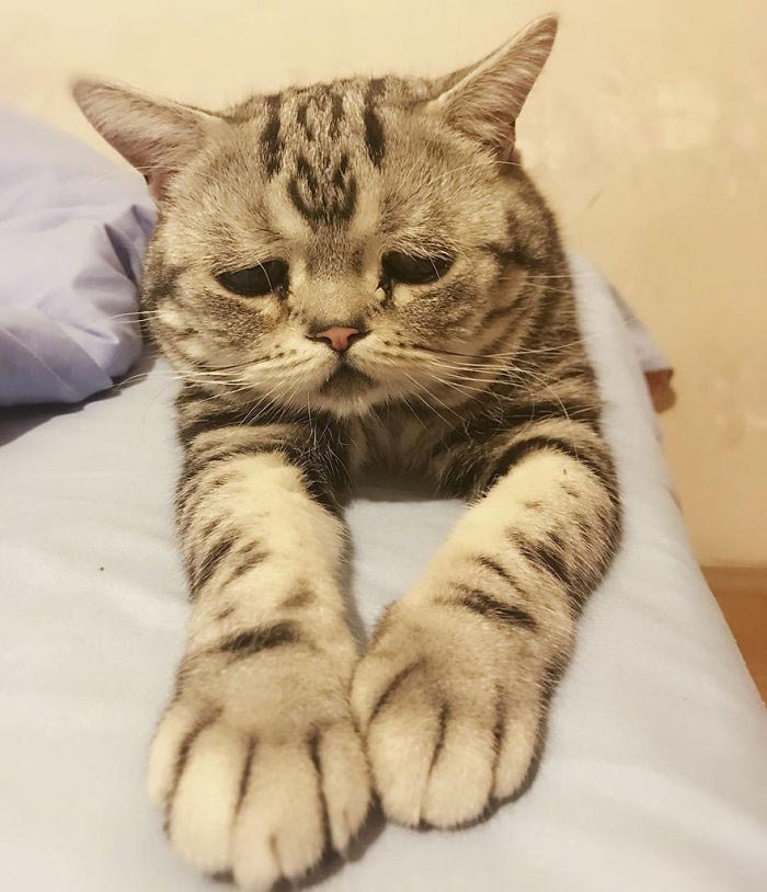 Луху — самая грустная кошка, чей несчастный вид разобьёт вам сердце
