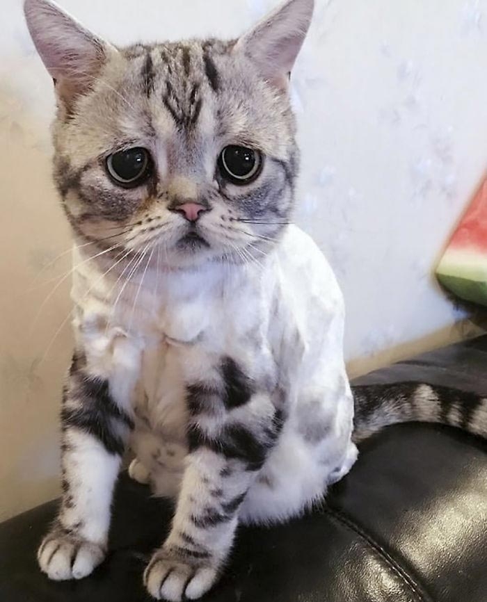 Луху — самая грустная кошка, чей несчастный вид разобьёт вам сердце