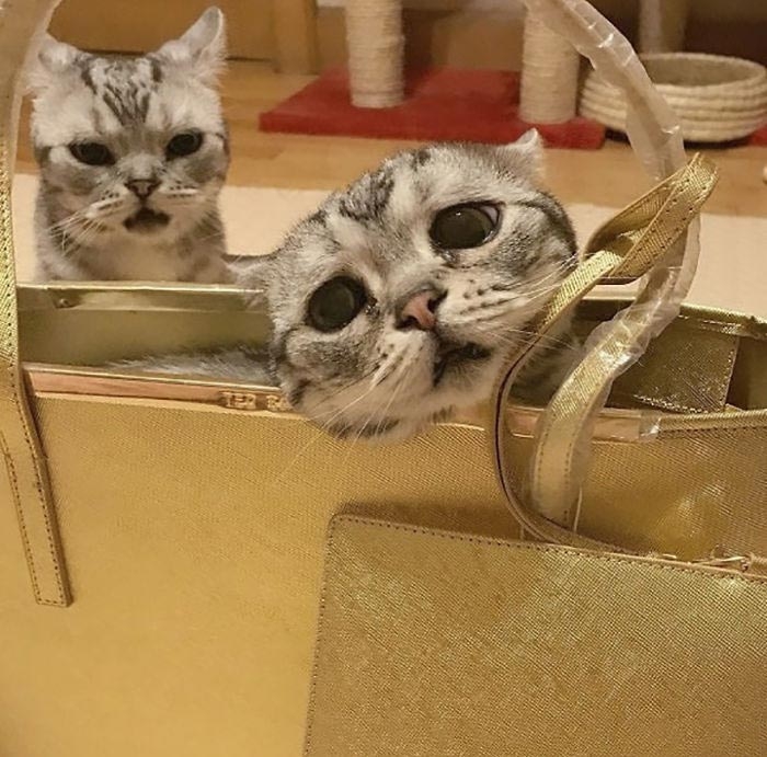 Луху — самая грустная кошка, чей несчастный вид разобьёт вам сердце