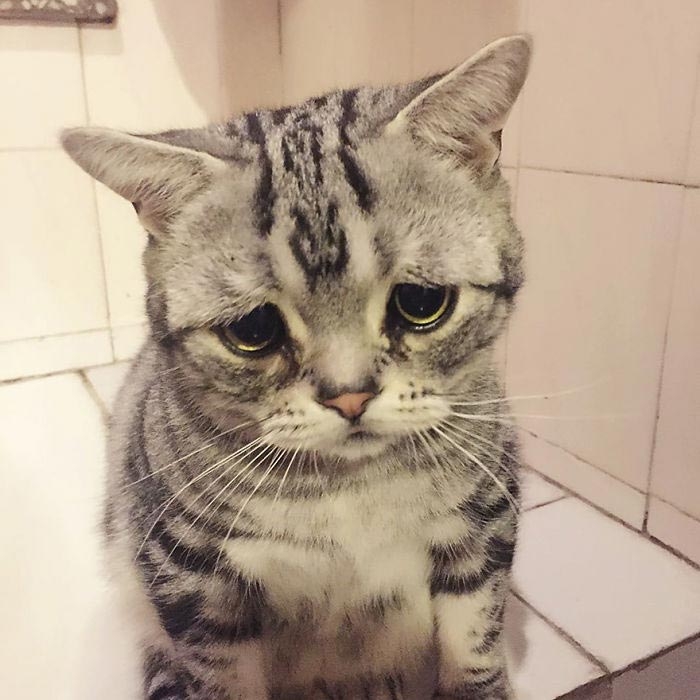 Луху — самая грустная кошка, чей несчастный вид разобьёт вам сердце
