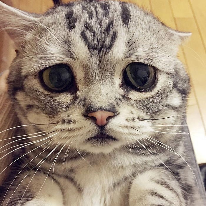 Луху — самая грустная кошка, чей несчастный вид разобьёт вам сердце