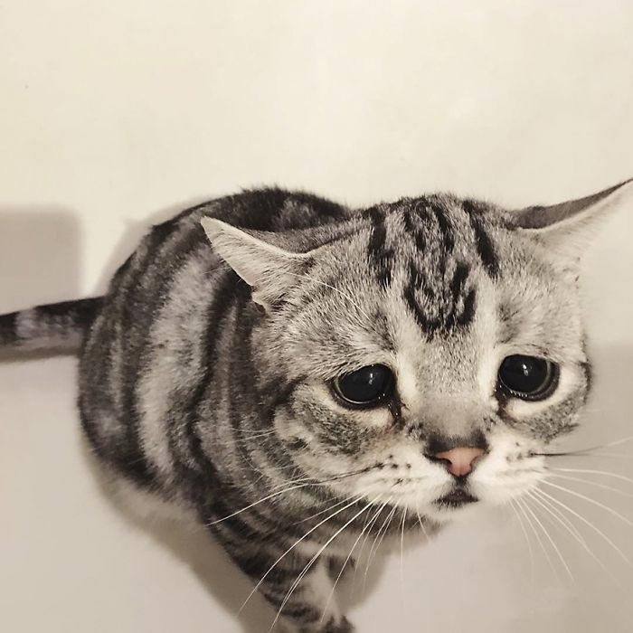 Луху — самая грустная кошка, чей несчастный вид разобьёт вам сердце
