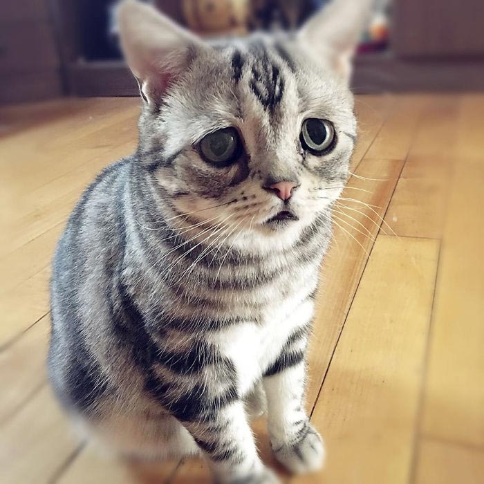 Луху — самая грустная кошка, чей несчастный вид разобьёт вам сердце
