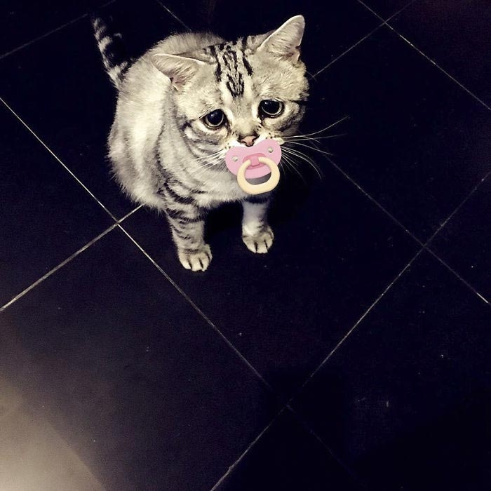 Луху — самая грустная кошка, чей несчастный вид разобьёт вам сердце