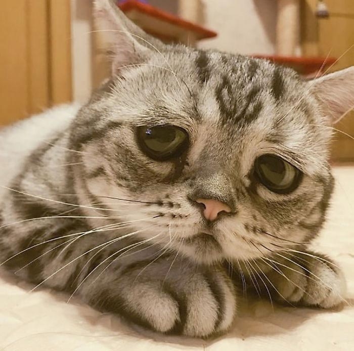 Луху — самая грустная кошка, чей несчастный вид разобьёт вам сердце