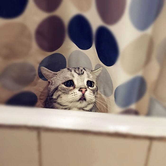 Луху — самая грустная кошка, чей несчастный вид разобьёт вам сердце