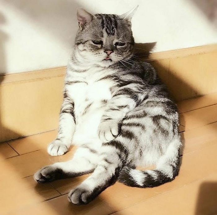 Луху — самая грустная кошка, чей несчастный вид разобьёт вам сердце
