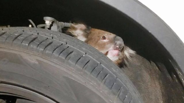 Неожиданная находка в подвеске внедорожника