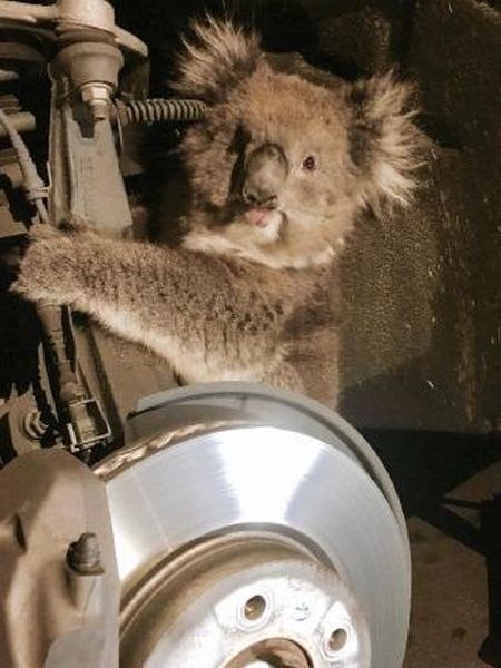 Неожиданная находка в подвеске внедорожника