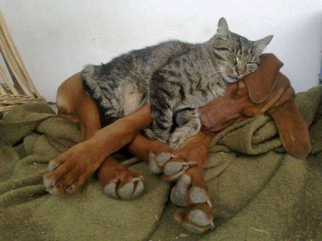 Прикольные картинки