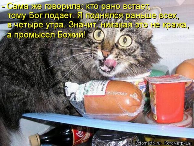 Лучшие котоматрицы недели
