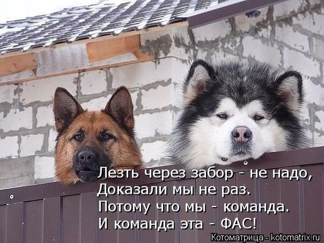 Лучшие котоматрицы недели