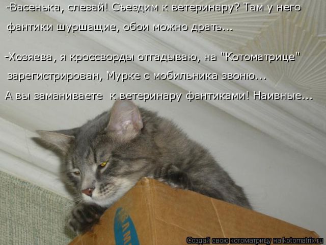 Лучшие котоматрицы недели