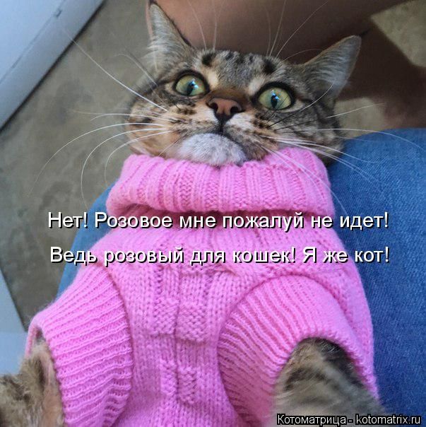 Лучшие котоматрицы недели